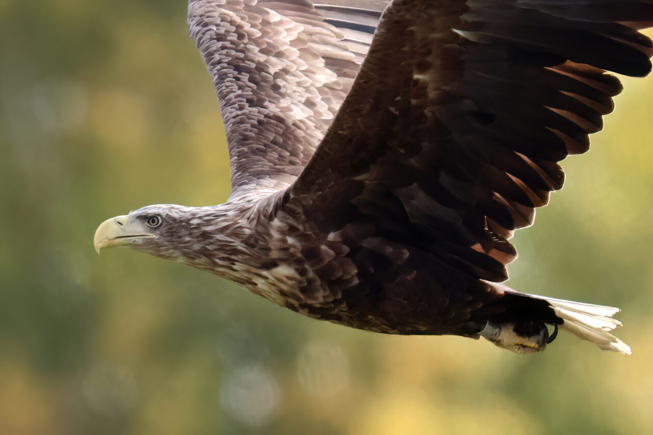 Merikotka on mainoskuva KeTu-kahvilan tapahtumaan 8.1.2026.